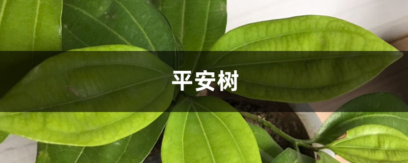 平安樹葉子發(fā)黑怎么辦，找到原因好解決！