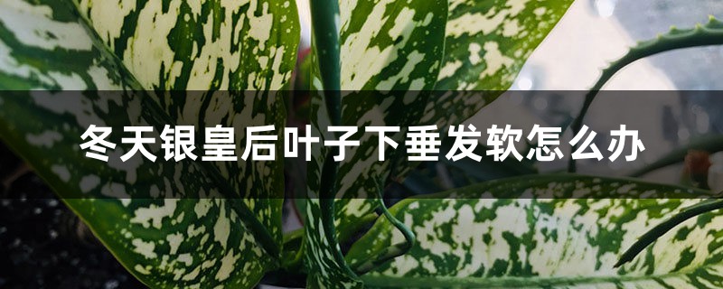 冬天銀皇后葉子下垂發(fā)軟怎么辦