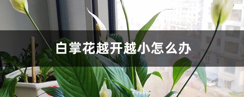 白掌花越開越小怎么辦