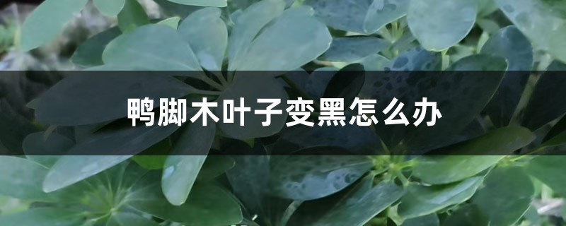 鴨腳木葉子變黑怎么辦