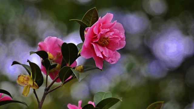 幾個(gè)養(yǎng)花技巧讓你的茶花花繁葉茂