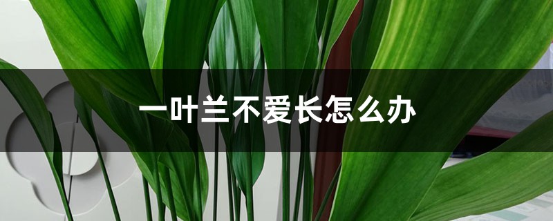 一葉蘭不愛(ài)長(zhǎng)怎么辦