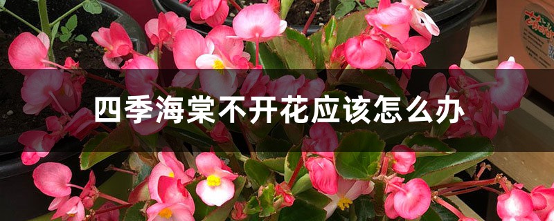 四季海棠不開(kāi)花應(yīng)該怎么辦