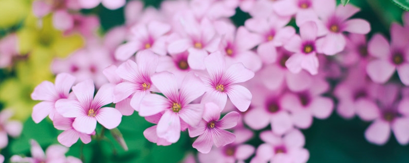 長春花和迎春花的區(qū)別