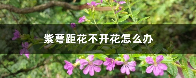 紫萼距花不開(kāi)花怎么辦