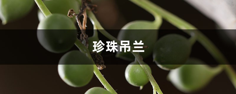 珍珠吊蘭葉子發(fā)蔫？看好這四點，葉子綠又亮！