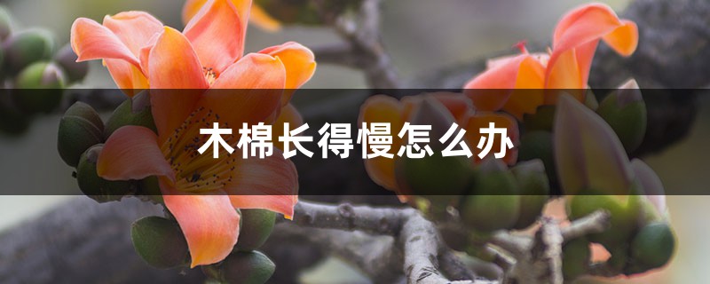 木棉長(zhǎng)得慢怎么辦