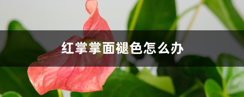 紅掌掌面褪色怎么辦