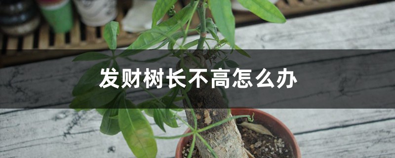 發(fā)財(cái)樹(shù)長(zhǎng)不高怎么辦