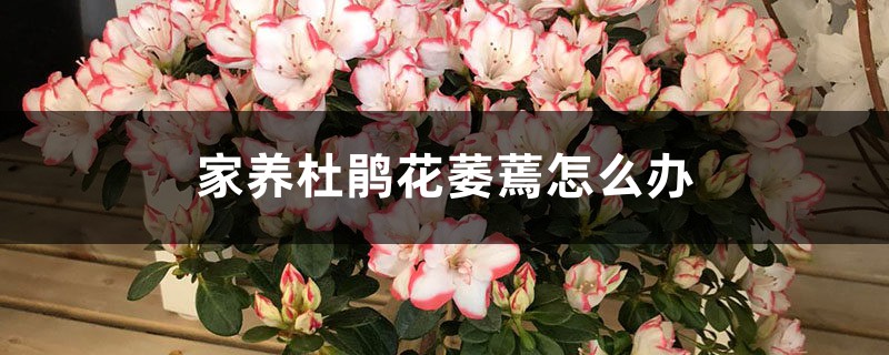 家養(yǎng)杜鵑花萎蔫怎么辦