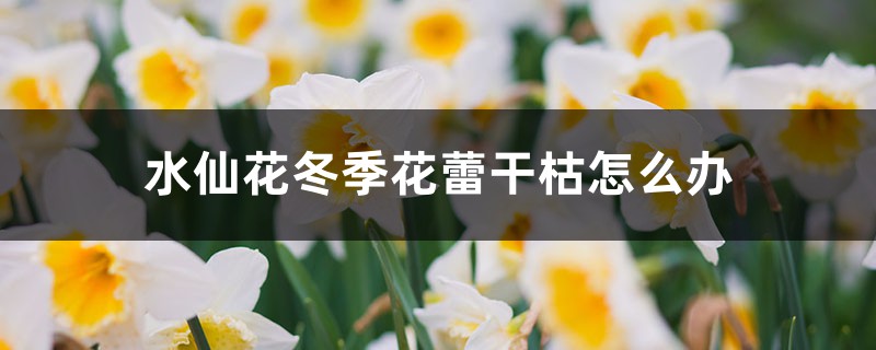 水仙花冬季花蕾干枯怎么辦