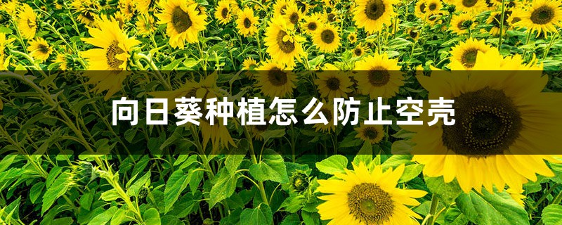 向日葵種植怎么防止空殼