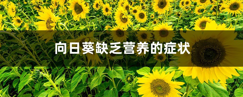 向日葵缺乏營(yíng)養(yǎng)的癥狀