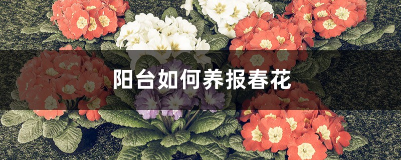 陽(yáng)臺(tái)如何養(yǎng)報(bào)春花，需要注意什么