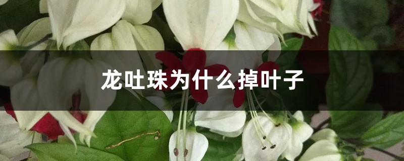 龍吐珠為什么掉葉子