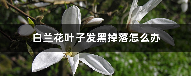 白蘭花葉子發(fā)黑掉落怎么辦