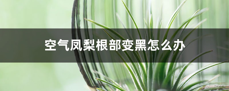 空氣鳳梨根部變黑怎么辦？找到原因是關(guān)鍵！