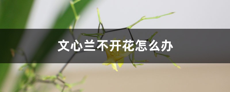 文心蘭不開(kāi)花怎么辦