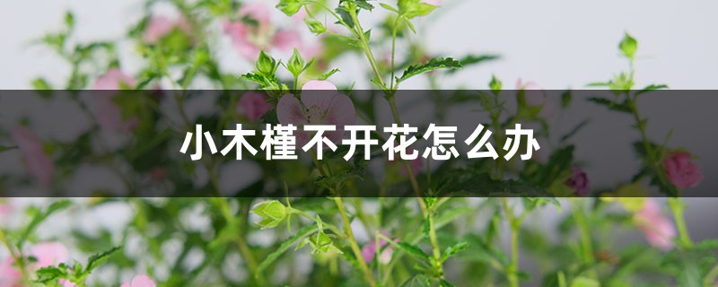 小木槿不開(kāi)花怎么辦