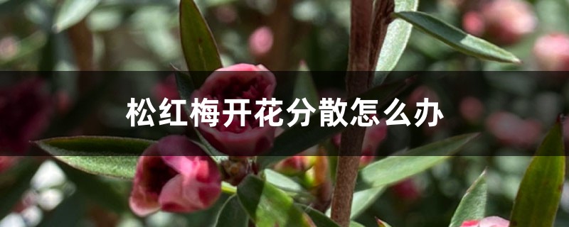 松紅梅開(kāi)花分散怎么辦