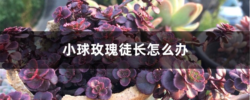 小球玫瑰徒長(zhǎng)怎么辦