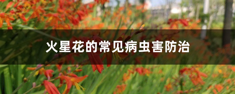 火星花的常見(jiàn)病蟲(chóng)害防治