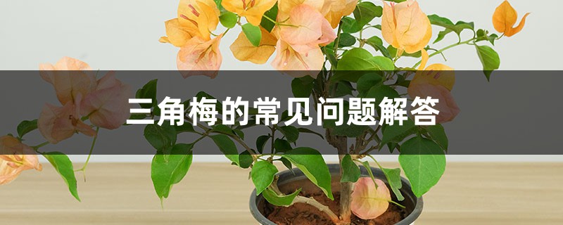 三角梅的常見(jiàn)問(wèn)題解答