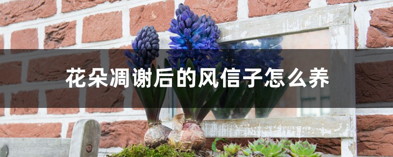 花朵凋謝后的風(fēng)信子怎么養(yǎng)，開花后第二年還能開花嗎