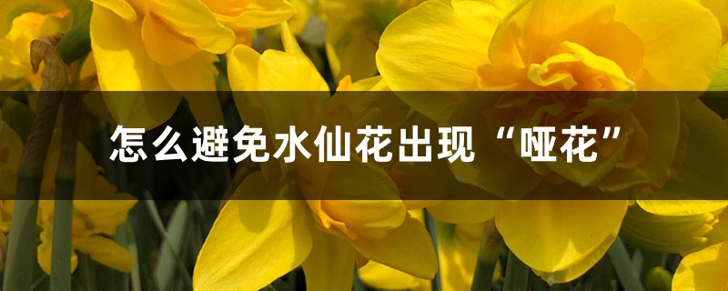 怎么避免水仙花出現(xiàn)“啞花”