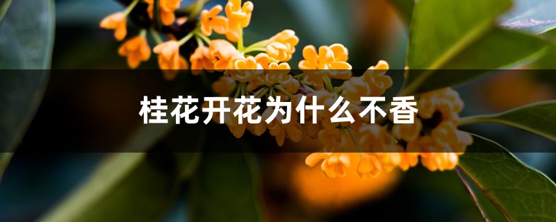 桂花開花為什么不香