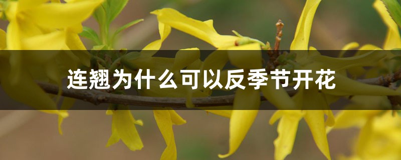 連翹為什么可以反季節(jié)開花