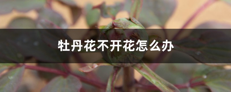 牡丹花不開花怎么辦