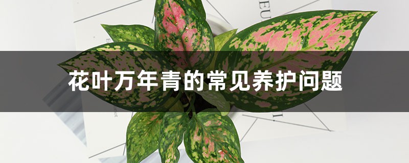 花葉萬年青的常見養(yǎng)護(hù)問題