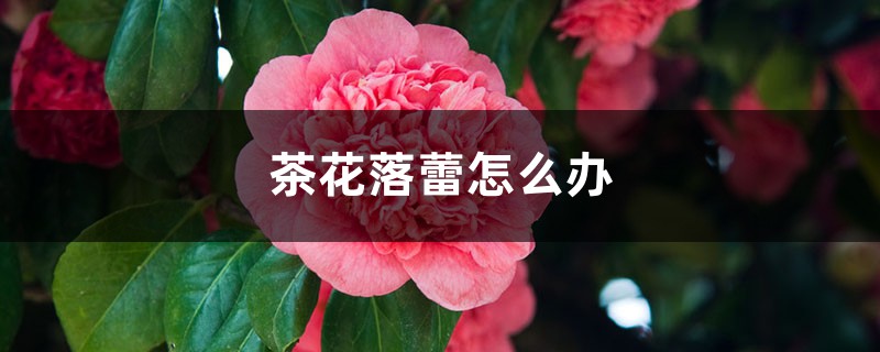 茶花落蕾怎么辦