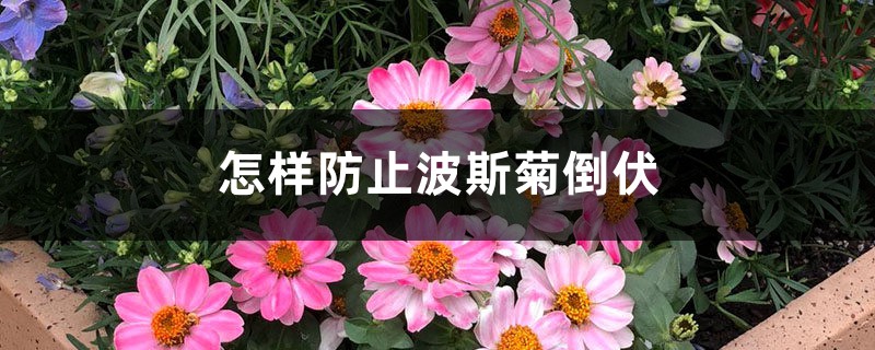 怎樣防止波斯菊倒伏