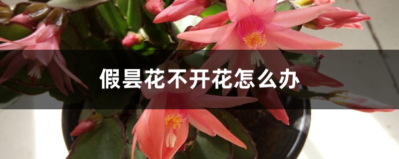 假曇花不開花怎么辦