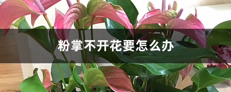 粉掌不開花要怎么辦