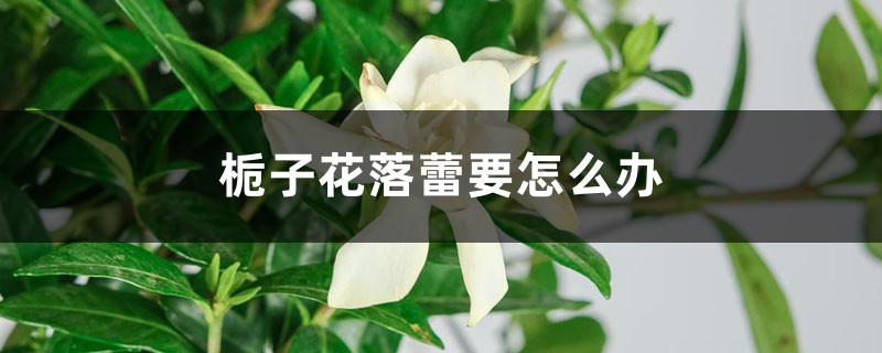 梔子花落蕾要怎么辦