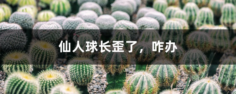 仙人球長(zhǎng)歪了，咋辦