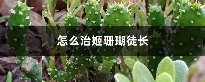 怎么治姬珊瑚徒長(zhǎng)