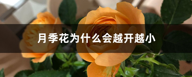 月季花為什么會(huì)越開(kāi)越小