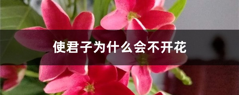 使君子為什么會(huì)不開(kāi)花