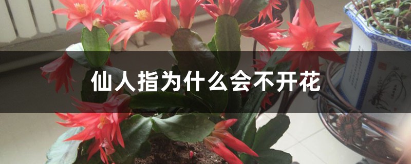 仙人指為什么會(huì)不開(kāi)花