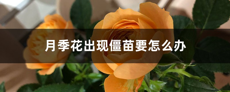 月季花出現(xiàn)僵苗要怎么辦