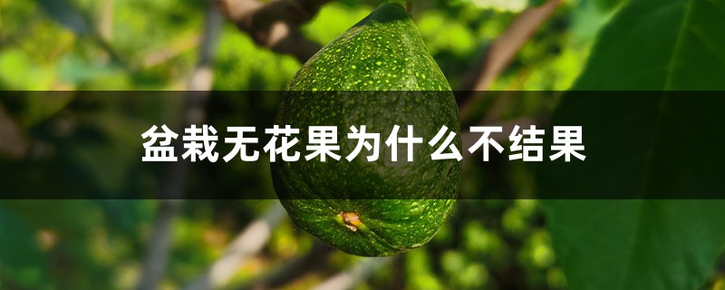 盆栽無花果為什么不結(jié)果