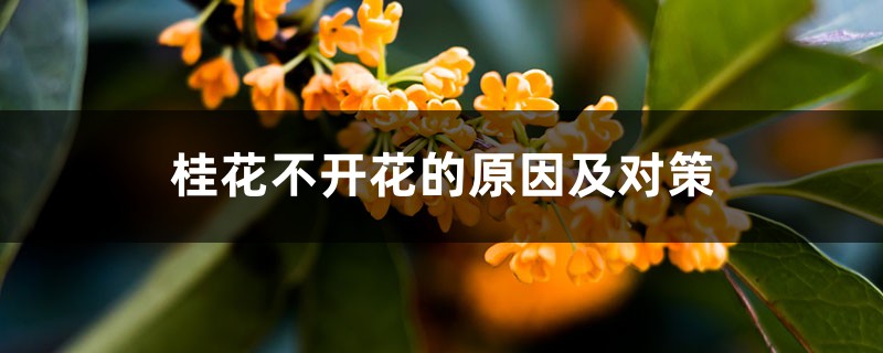 桂花不開花的原因及對(duì)策