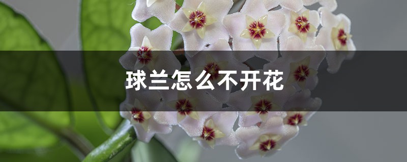 球蘭怎么不開花