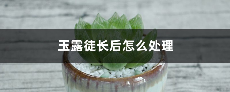 玉露徒長(zhǎng)后怎么處理