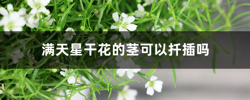 滿天星干花的莖可以扦插嗎，干花可以放臥室嗎