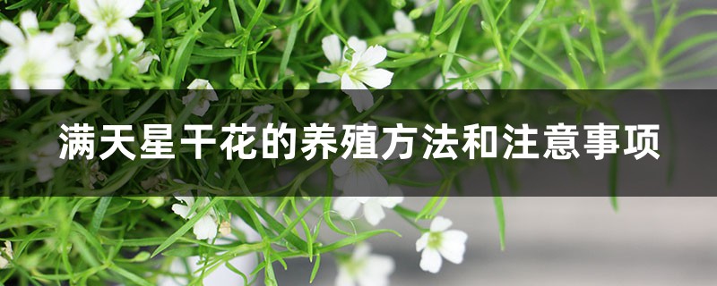 滿天星干花的養(yǎng)殖方法和注意事項，干花可以放多久